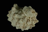 藏品(瘤珠螺)的圖片